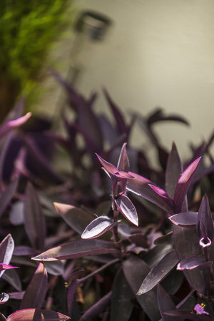 Beautiful tradescantia pallida plant with flowers on brown acacia planksの写真素材