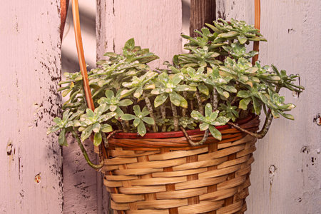 Succulent garden plants in hanging pots made of wood and cane wet with dewdropsの写真素材