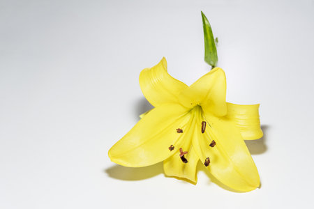 yellow lily, is a perennial species of the Iridaceae family. It is native to Eurasiaの写真素材