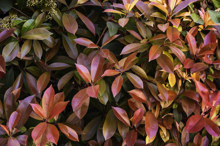 close up of red leaves of a hedge in a park