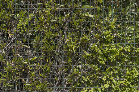 A green metal fence with lots of plants and vines