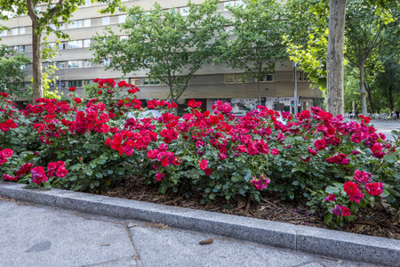 A planter of red flowers at ground level on a city streetの写真素材