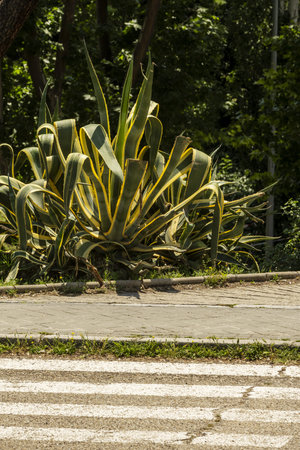 An urban street with a zebra crossing and a large aloe plant in a gardenの写真素材