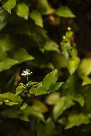 A decorative indoor vine with small white flowers