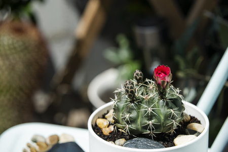 A small white pot with a small barrel cactus with several red flowers that open in the sunの写真素材