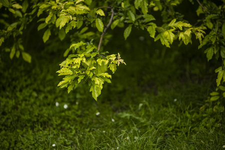 Leaves of a tree branch in an urban park with a gardenの写真素材