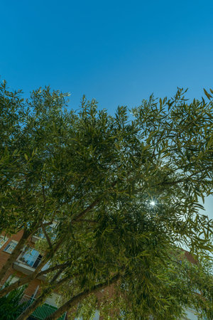 Tree branches full of leaves in an urban park