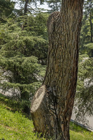 A trunk of a large tree with a carved branch in a park with sloping slopesの写真素材