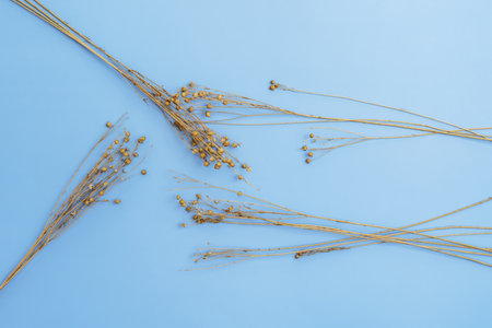 Some branches of dried flowers on a smooth blue surfaceの写真素材