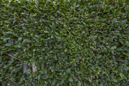 A hedge with green leaves in an urban park