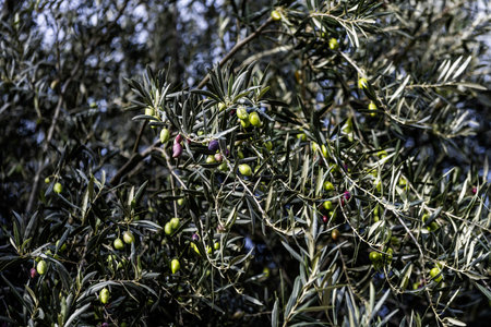 Olive branches loaded with olives, some already ripeの写真素材