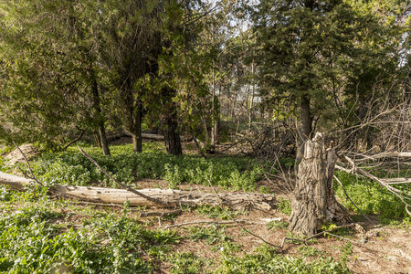 Forest landscape with fallen trees