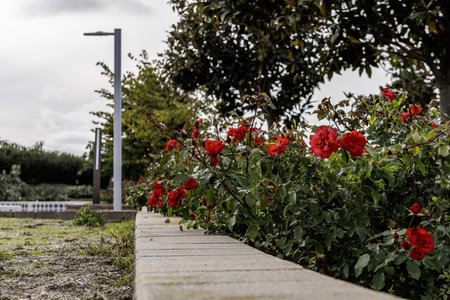 Garden with roses in an urban parkの写真素材