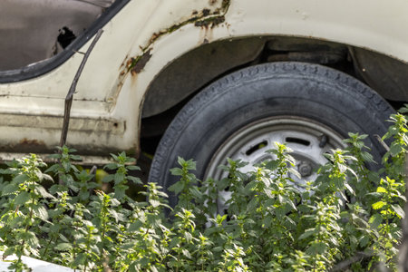 An old abandoned vehicle surrounded by large nettle plantsの写真素材