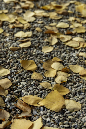 A ground covered with gravel and in turn covered by a pile of yellow leaves freshly fallen from a treeの写真素材
