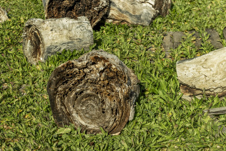 A few damaged wooden stumps with insect holes in a field with wild plantsの写真素材