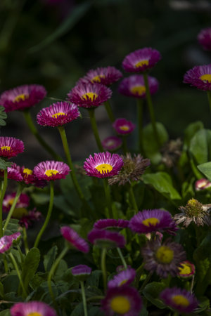 Beautiful focused close-up view of the spring yellow stigma of the single common pink daisy (Bellis perennis)の写真素材