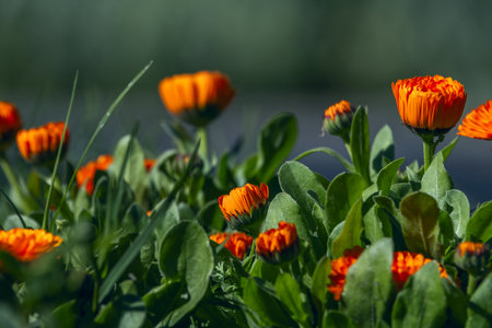 Orange calendula flowers in a garden in the city of Madrid, Spainの写真素材