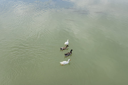 Duck is the common name for certain birds of the family Anatidae, mainly from the subfamily Anatinae...