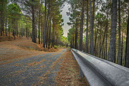 A forest road with gentle curves between forests where sunlight filtered through the leaves,...