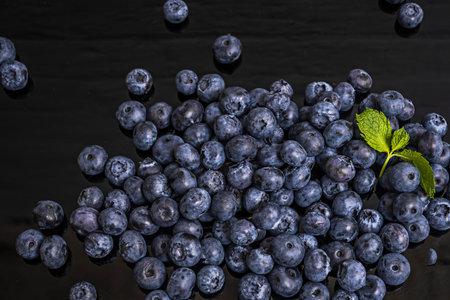 Blueberry juice lightly stains fingers a purple hue as the ripest berries are selected for harvest