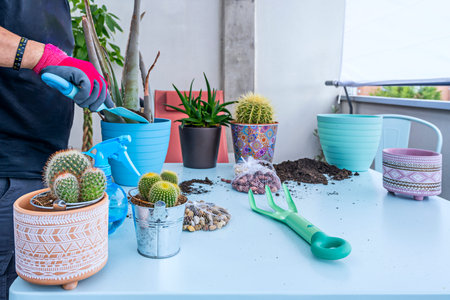 Cereus hildemannianus", an erect columnar cactus with basal branches and white night flowers at the topの写真素材