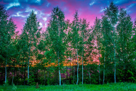 Beautiful Forest In Purple Sunsetの写真素材