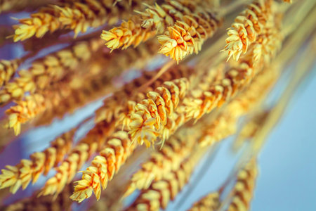 Wheat Backgroundの写真素材