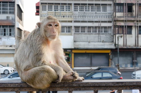 Monkey sitting on the fence.