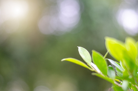 Green leaves and bokeh are beautiful backgrounds.の写真素材