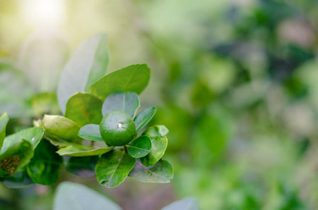 Lime tree has many effects in backyard garden.