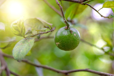 Lime tree has many effects in backyard garden.の写真素材