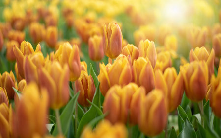Amazing white tulip flowers blooming in a tulip field, against the background of blurry tulip...