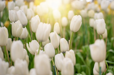 Amazing white tulip flowers blooming in a tulip field, against the background of blurry tulip...