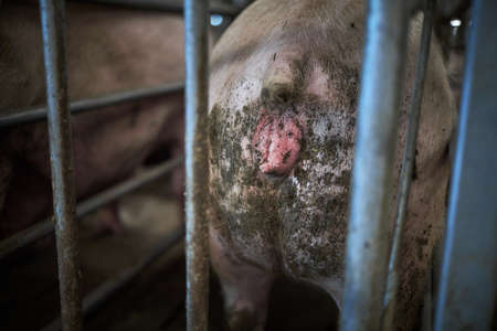 Inseminated sows in pig farmsの写真素材