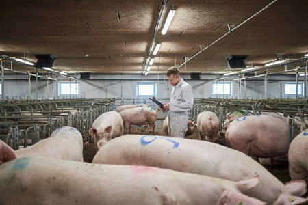 industrial animal farm. Pig sows