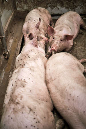 Young pigs in hog farms, Pig industryの写真素材