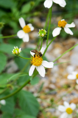 bee on flowerの写真素材