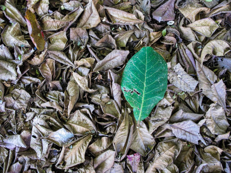 dry and green leafの写真素材