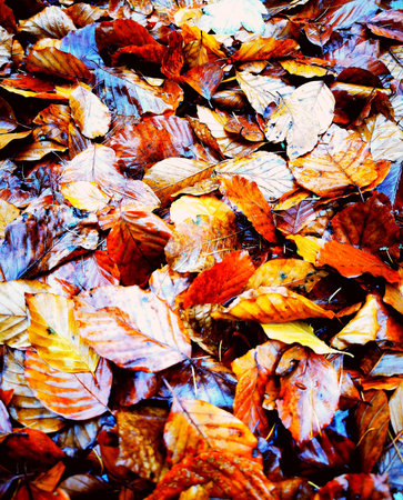 yellow and red leaves in autumn