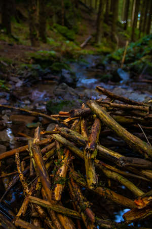 Beaver burrow in a river in the forestの写真素材