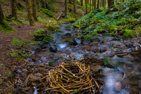 Beaver burrow in the forest in a riverの写真素材