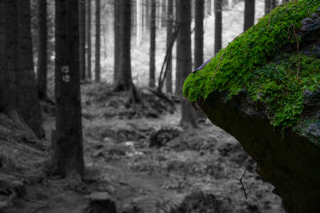 Dark forest with green rocksの写真素材