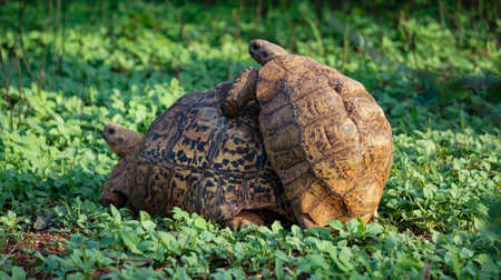 Turtles are together in Kenyaの写真素材