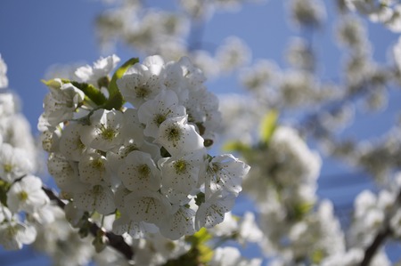 Yellowish white sakura in Sapporoの写真素材