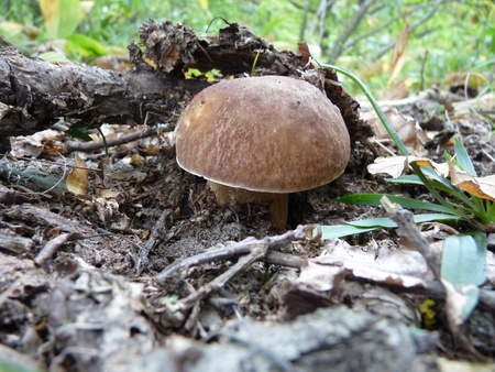 white fungus, wildlife, plants, mosses and lichens, forest, autumn, silent hunting, food and drink, a delicacy, vitamin, nature, boletus, poddubovik, edible fungus,の写真素材