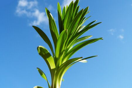 germの写真素材