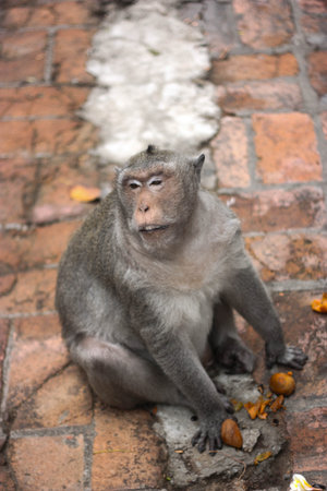 Hungry monkey