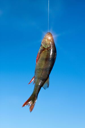 Fishing. Catched fish on sky background. Focus on body.の写真素材
