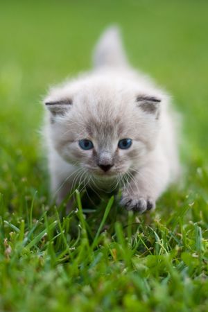 Kitty on the grass. Focus on face and front leg.の写真素材